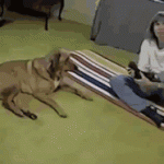 funny-animals-doing-yoga-30