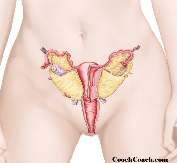 anatomy-uterus1-cc