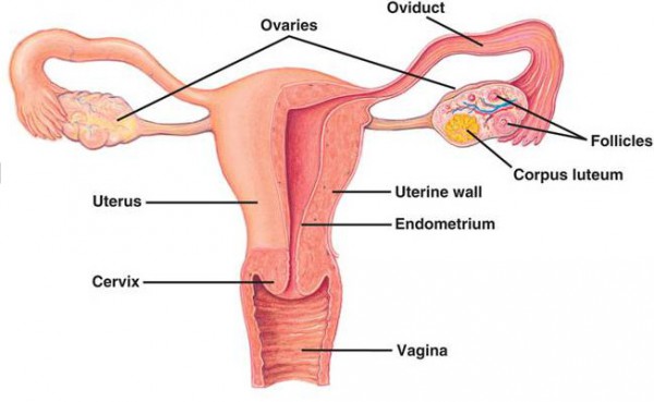 female-anatomy2