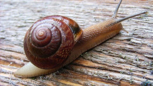 Snail-HD-Wallpapers10