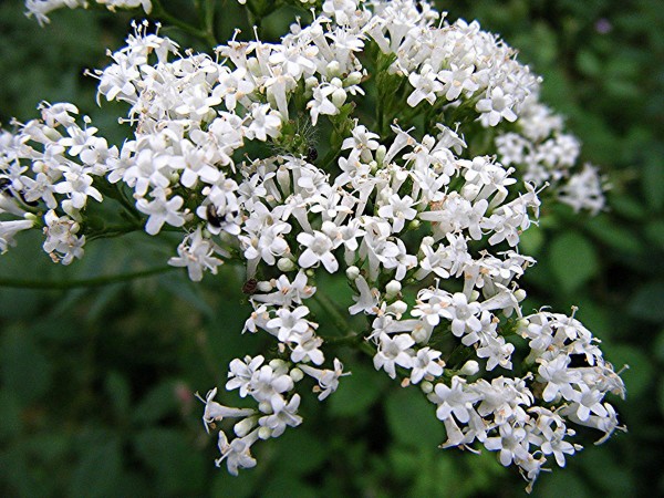 Valerian, Common (Valeriana officinalis) Freeholt Wood Sapcote SP 4611 9390 (taken 23.7.2008)