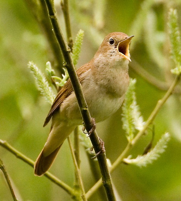 singing-nightingale