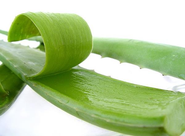 aloe-vera-uses-500x368