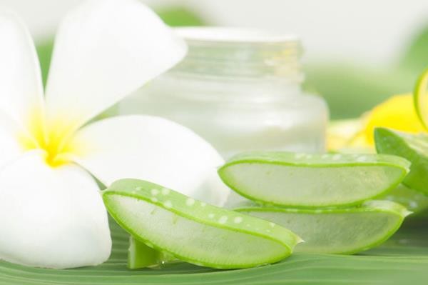 aloe_vera_for_scars