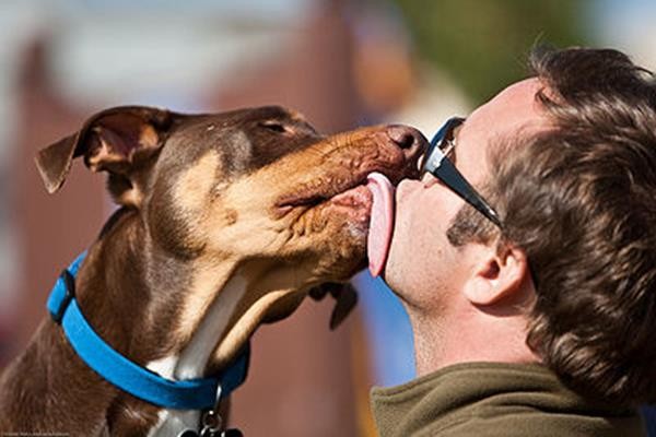 400px-Dog_Kiss