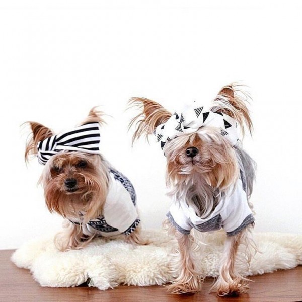 Stylish-Instagram-Pets