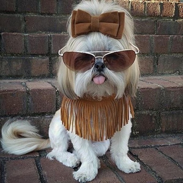 Stylish-Instagram-Pets_007