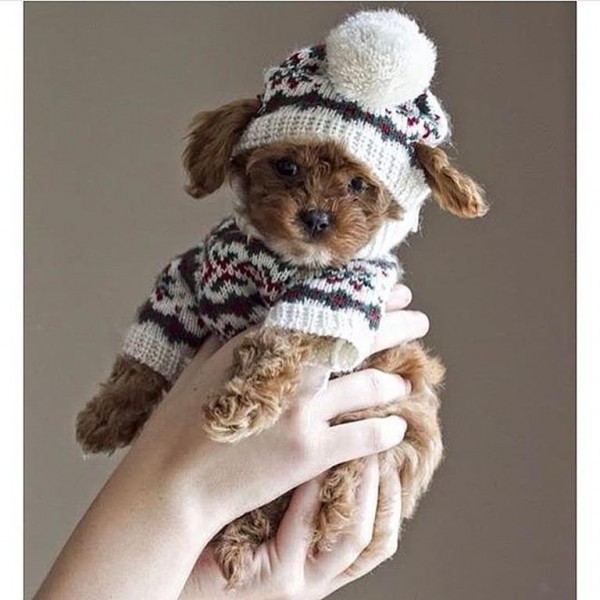 Stylish-Instagram-Pets_028