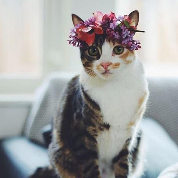 Stylish-Instagram-Pets_037