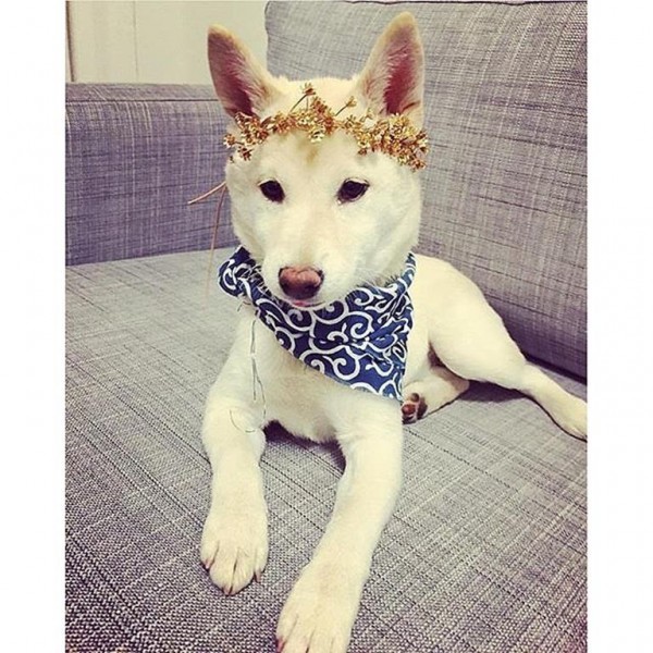 Stylish-Instagram-Pets_041