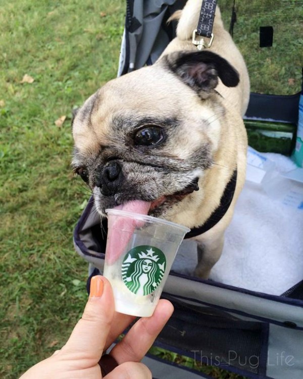 Pug-Puppuccino4