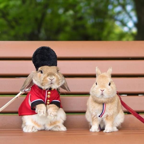 worlds-most-stylish-bunny-puipui-28-571f65a988a4f__700 (Copy)