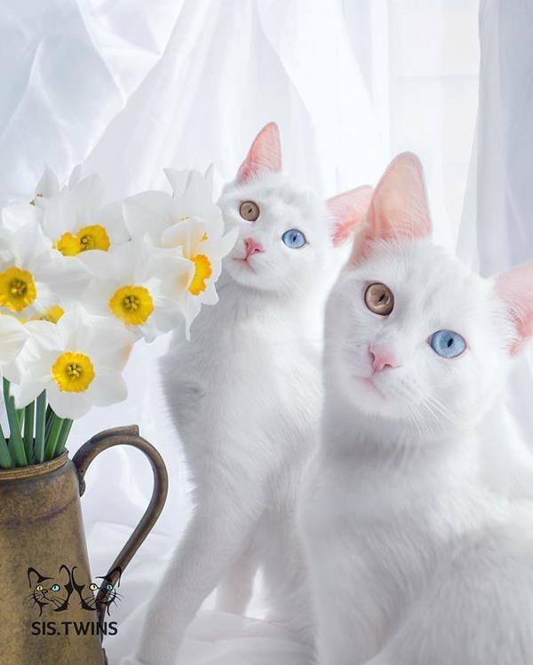 Iriss-and-Abyss-The-Most-Beautiful-Twin-Cats-In-The-World-1 (Copy)
