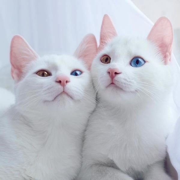 Iriss-and-Abyss-The-Most-Beautiful-Twin-Cats-In-The-World-2 (Copy)