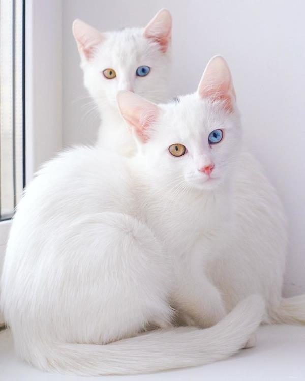 Iriss-and-Abyss-The-Most-Beautiful-Twin-Cats-In-The-World-3 (Copy)
