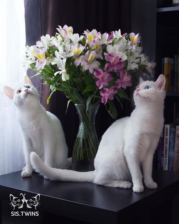 Iriss-and-Abyss-The-Most-Beautiful-Twin-Cats-In-The-World-6 (Copy)