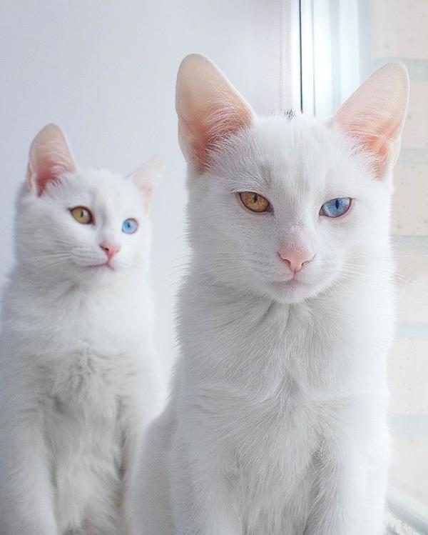 Iriss-and-Abyss-The-Most-Beautiful-Twin-Cats-In-The-World-7 (Copy)