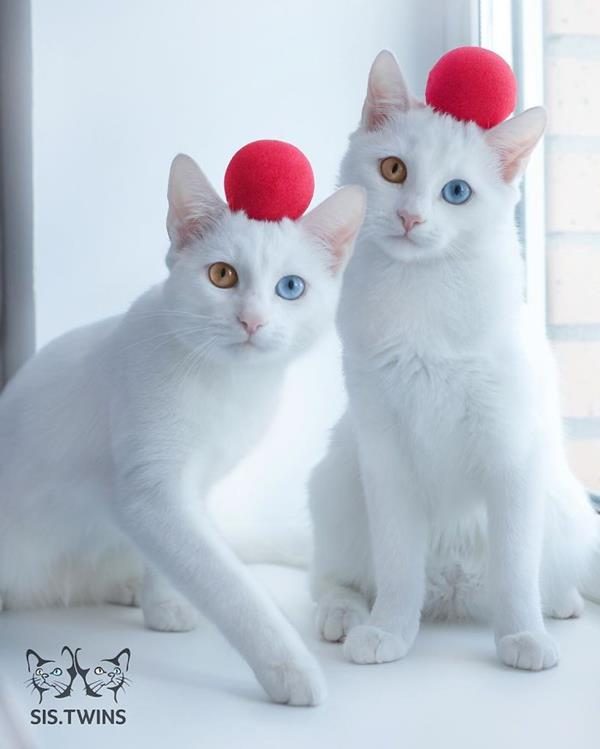 Iriss-and-Abyss-The-Most-Beautiful-Twin-Cats-In-The-World-9 (Copy)