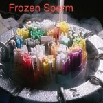 frozen_sperm