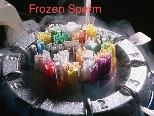 frozen_sperm