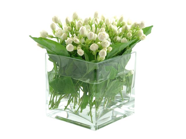 philippine-jasmine-flower-in-glass-box-free-download-beautiful-high-definition-wallpapers-of-jasmine-flower