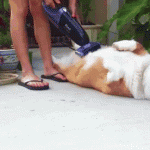 anigif_enhanced-9634-1415389906-35