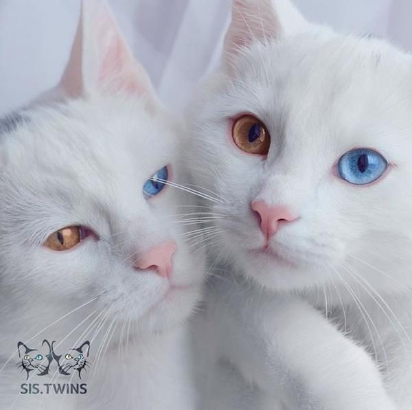 Iriss-and-Abyss-The-Most-Beautiful-Twin-Cats-In-The-World-8 (Copy)