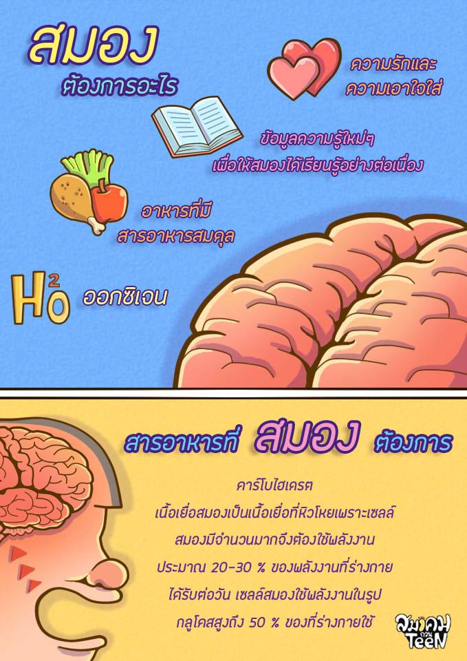 หน้าที่ส่วนต่าง ๆ ของสมอง