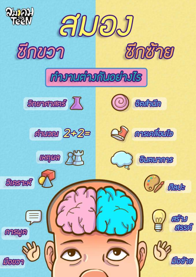 หน้าที่ส่วนต่าง ๆ ของสมอง