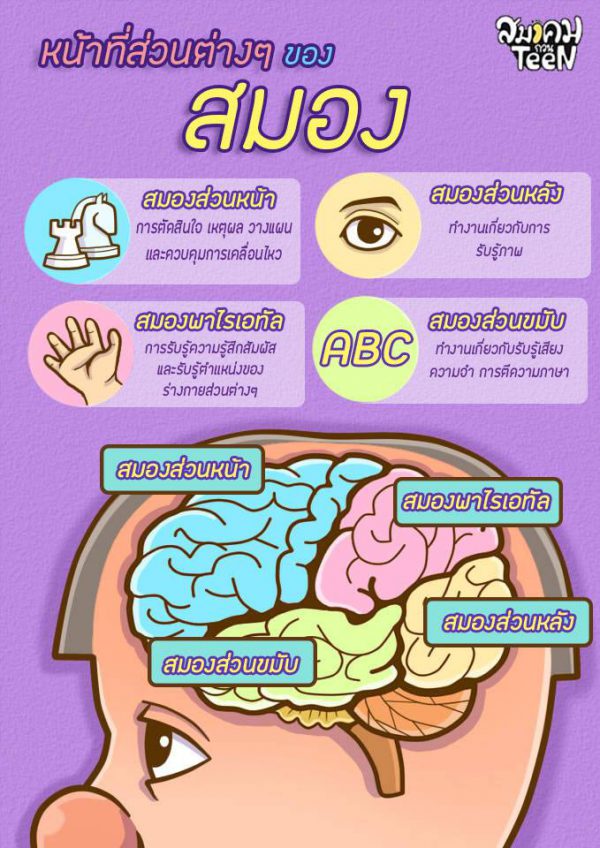 หน้าที่ส่วนต่าง ๆ ของสมอง